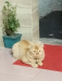 High quality persian mixed breed adult male cat...